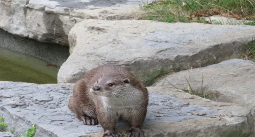  Josep R. Ribé (moderador)