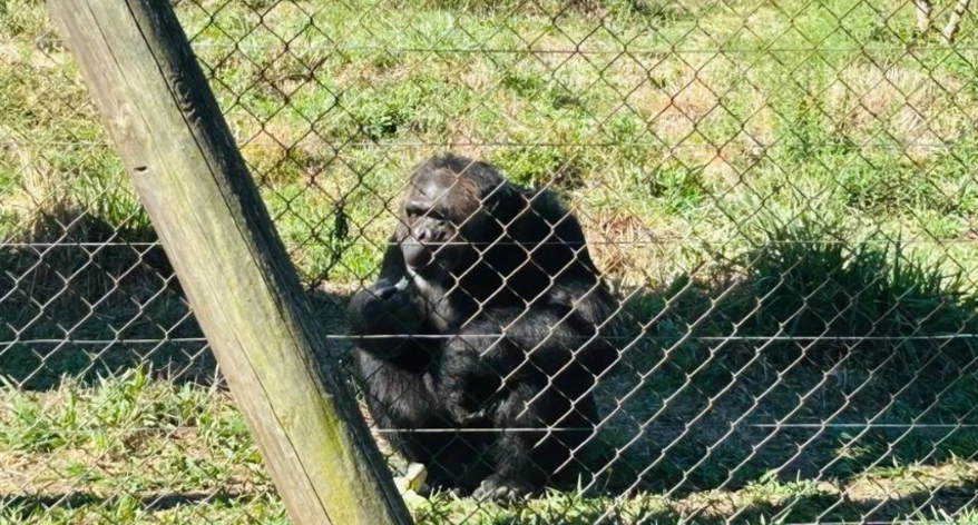 Un altre dels animals de la Fundació MONA.