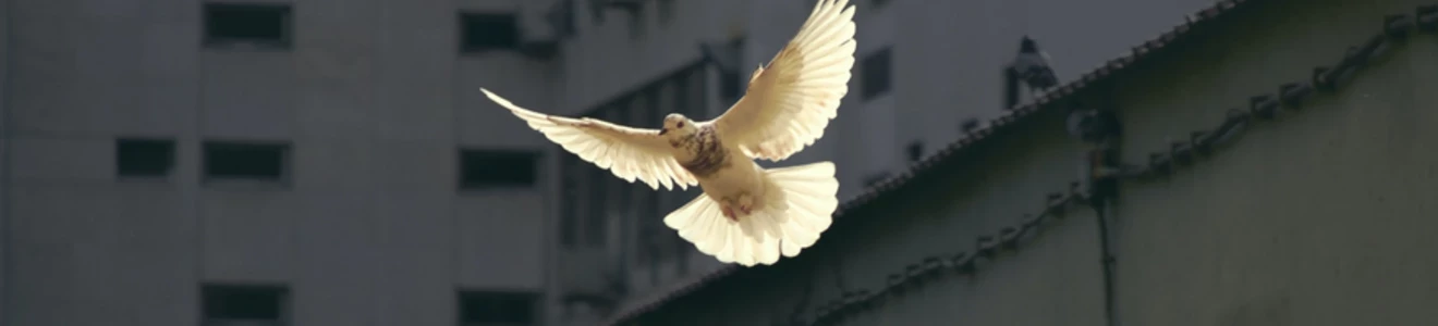 Periodisme per la Pau