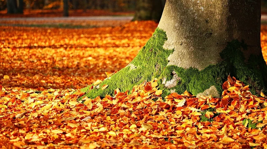 autumn.jpg