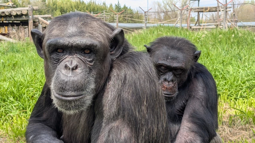 Dos dels animals rescatats per la Fundació MONA.