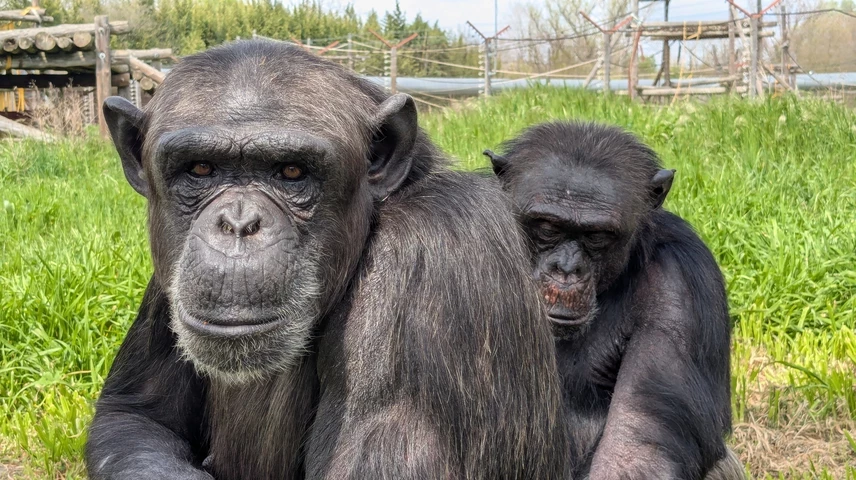 Dos dels animals rescatats per la Fundació MONA.