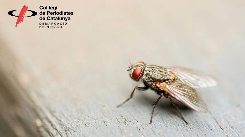 Busquem candidats a rebre la Mosca Grossa i la Mosca Borda 2026.