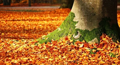 autumn.jpg