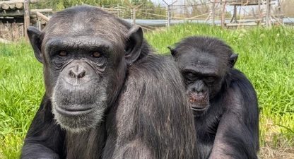 Dos dels animals rescatats per la Fundació MONA.