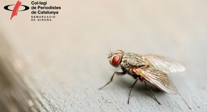 Busquem candidats a rebre la Mosca Grossa i la Mosca Borda 2026.