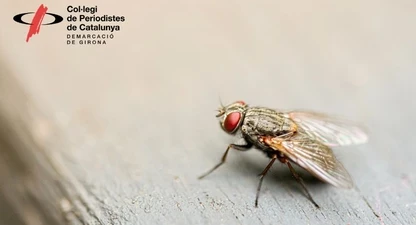 Busquem candidats a rebre la Mosca Grossa i la Mosca Borda 2026.